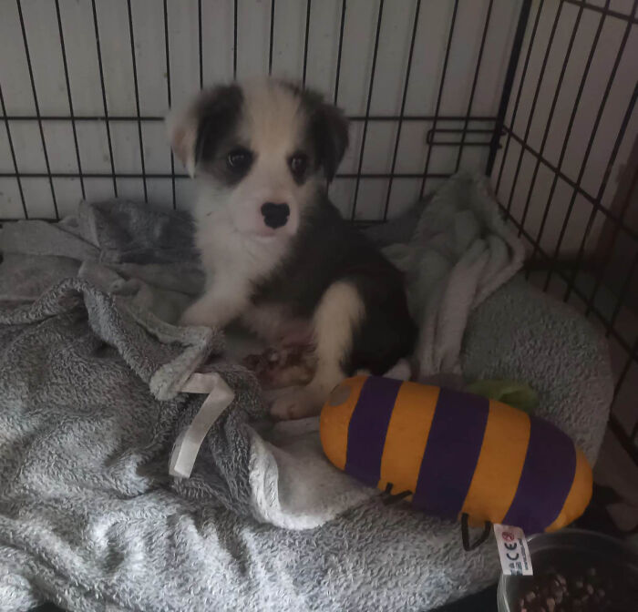 Puppy sitting in a crate on blankets, looking up attentively in Romania's cat sanctuary.