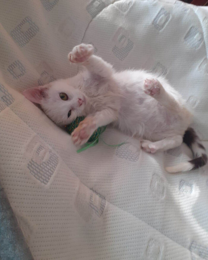 A kitten playing on a soft blanket at Romania's largest cat sanctuary.