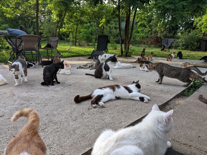 Cats lounging at Romania's largest cat sanctuary, surrounded by greenery and patio furniture.