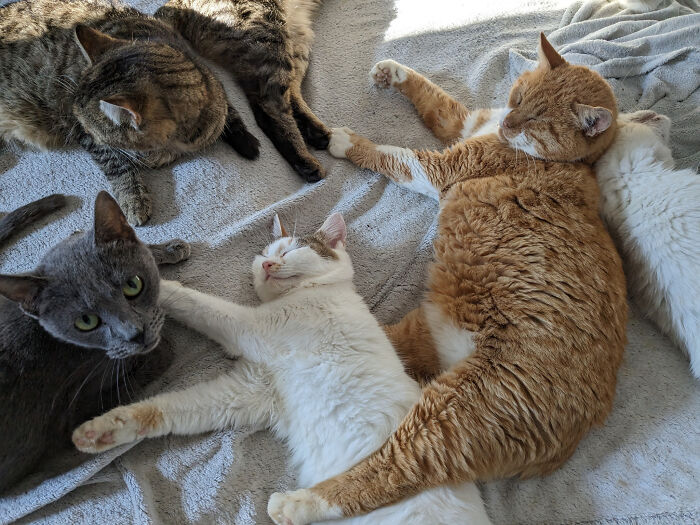 Cats relaxing together on a blanket at Romania's largest cat sanctuary.