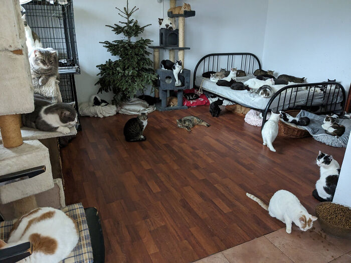 Cats at Romania’s largest sanctuary, lounging on beds and play areas in a cozy room.