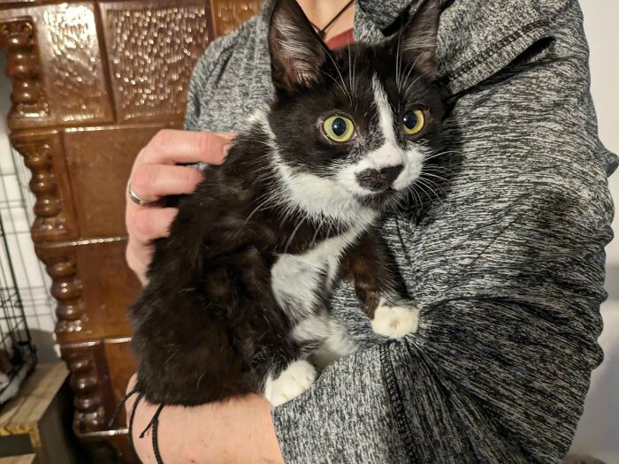 A caretaker holding a wide-eyed black and white kitten at Romania's largest cat sanctuary.