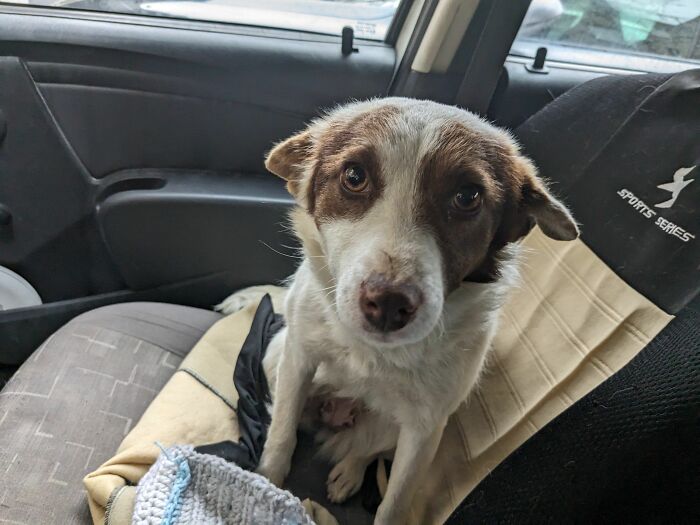 A dog sitting on a car seat, looking forward in Romania's largest cat sanctuary.