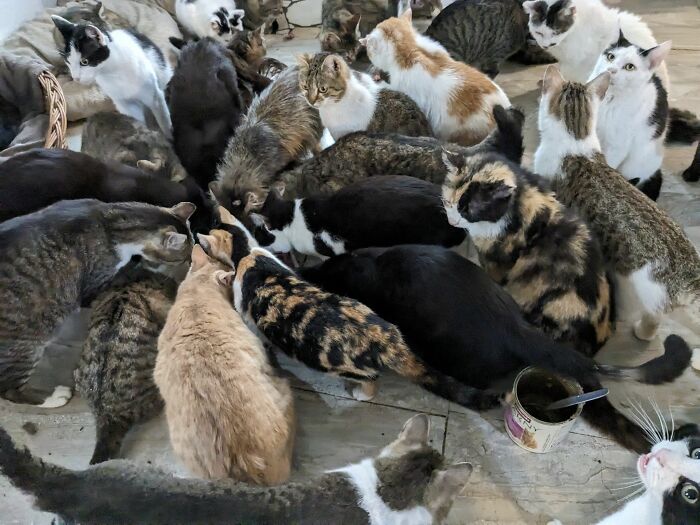 Cats gather at Romania's largest cat sanctuary, cared for daily.