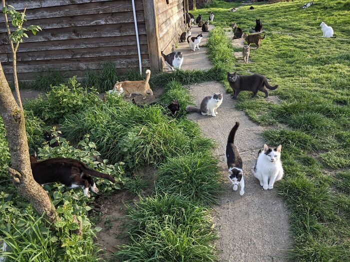 Cats in Romania's largest cat sanctuary, roaming a grassy area near a wooden building.