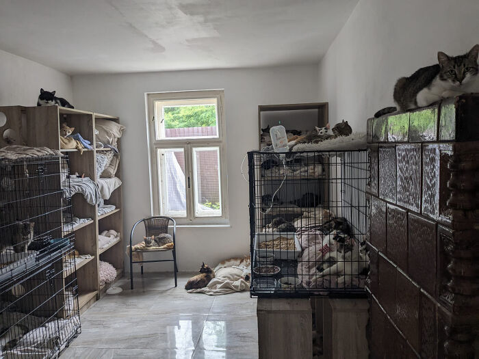 Cat sanctuary in Romania with multiple cats lounging on shelves and sleeping in cages.