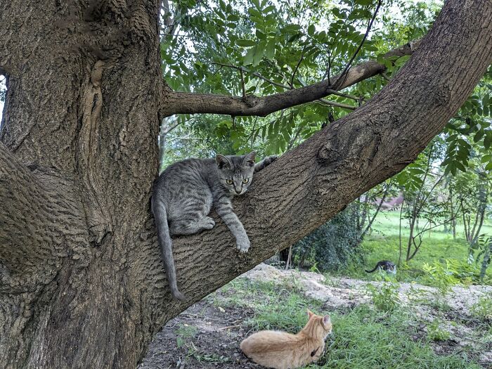 Cats relaxing in Romania's largest cat sanctuary, one perched in a tree, others on the ground amidst greenery.