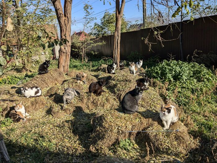 Cats relaxing in Romania's largest sanctuary, peacefully gathered in a sunlit garden area surrounded by trees.