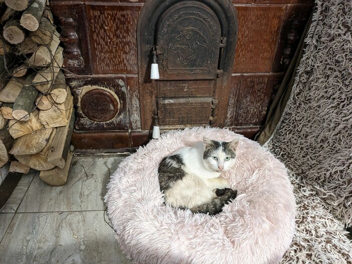 A cozy cat in Romania's largest sanctuary rests in a fluffy pink bed by a rustic stove.