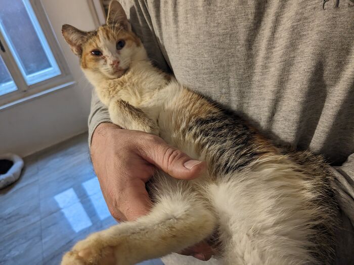 A person holds a calico cat at Romania's largest cat sanctuary, seeking support for 350+ cats in need.