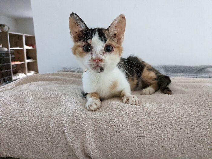 Kitten resting on a blanket at Romania's largest cat sanctuary.