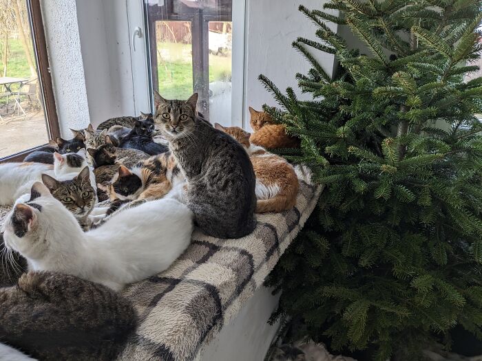 Cats in Romania's largest sanctuary resting by a window, next to a tree.