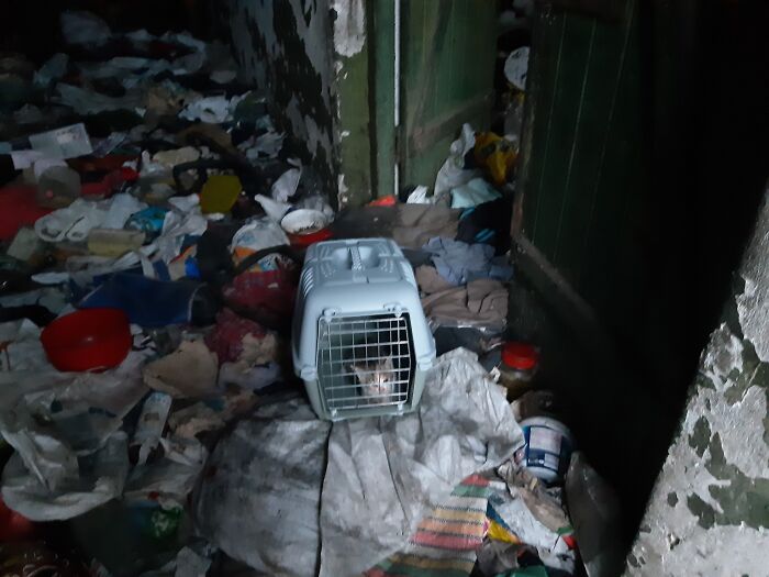 Cat sanctuary scene with a carrier surrounded by clutter, highlighting need for support.