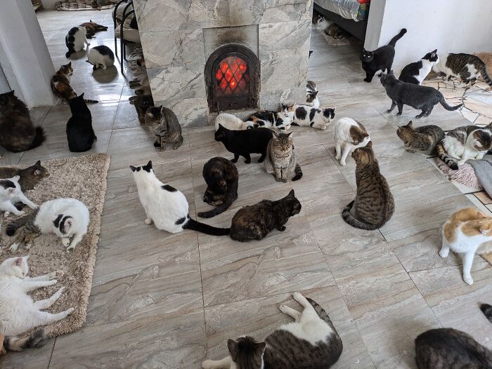 Romania's largest cat sanctuary with numerous cats gathered around a central heater, seeking warmth and comfort.