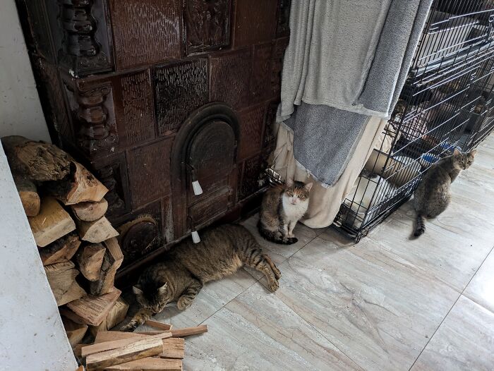 Three cats lounging in Romania's largest cat sanctuary, next to a stack of firewood and a large stove.