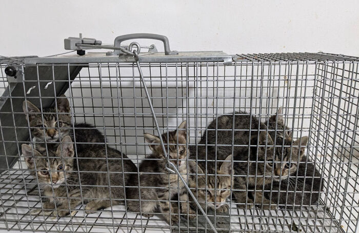 Six kittens in a wire cage, part of Romania's largest cat sanctuary caring for numerous cats daily.