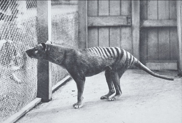 Thylacine, also known as Tasmanian tiger, in a cage.