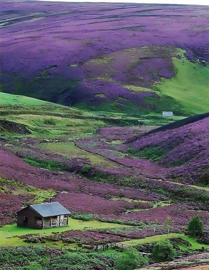 Scottish landscape with a small cabin surrounded by purple heather-covered hills.