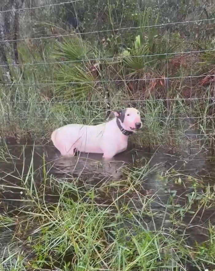 Dog named Trooper tied to a fence in floodwaters during Hurricane Milton.