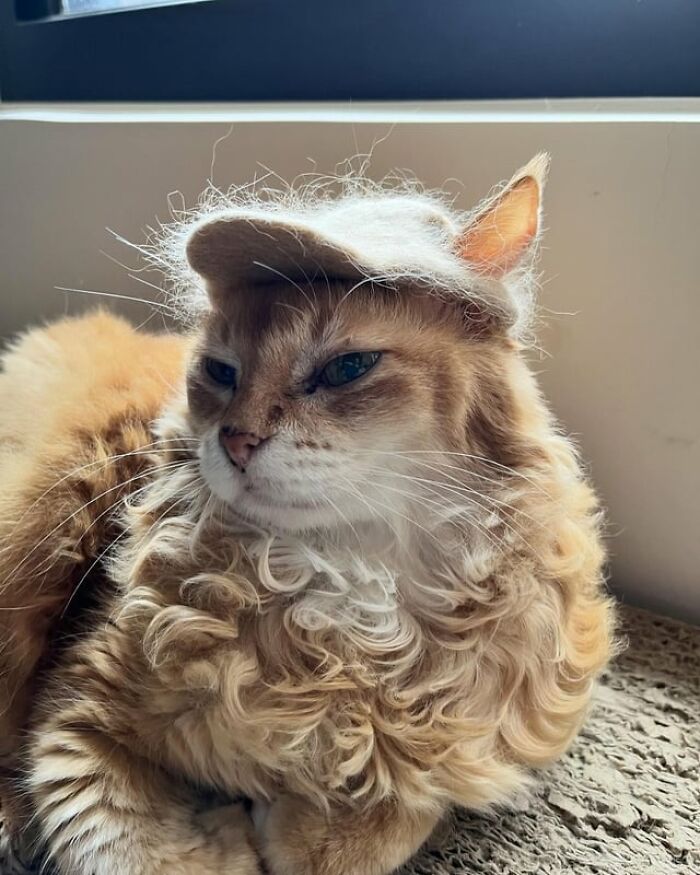 Cat with fluffy fur on its head looking like a hat, showcasing funny stuff on cats.