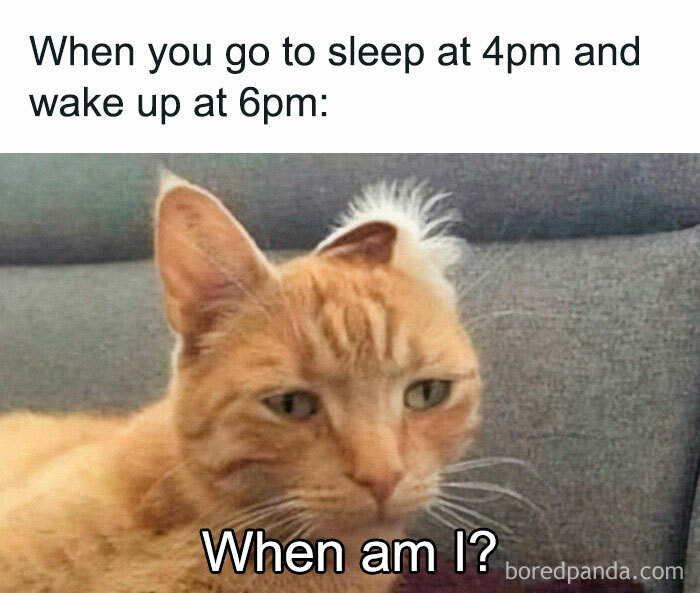 Funny and relatable meme with a confused cat, capturing the feeling of waking up disoriented after a nap.