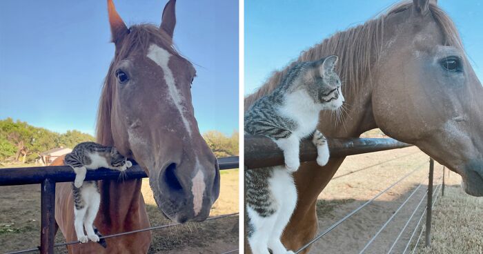 Adorably Cute Friendship Between A Cat And A Horse Is Melting Hearts All Over The Internet