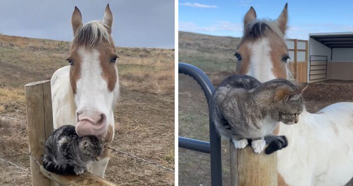 This Cat And Horse Seem To Have A Truly Adorable Connection