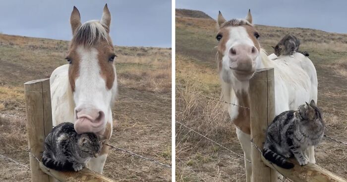 Adorably Cute Friendship Between A Cat And A Horse Is Melting Hearts All Over The Internet