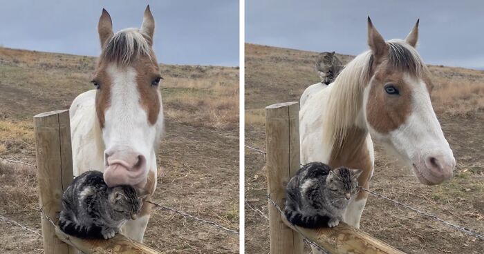 Adorably Cute Friendship Between A Cat And A Horse Is Melting Hearts All Over The Internet