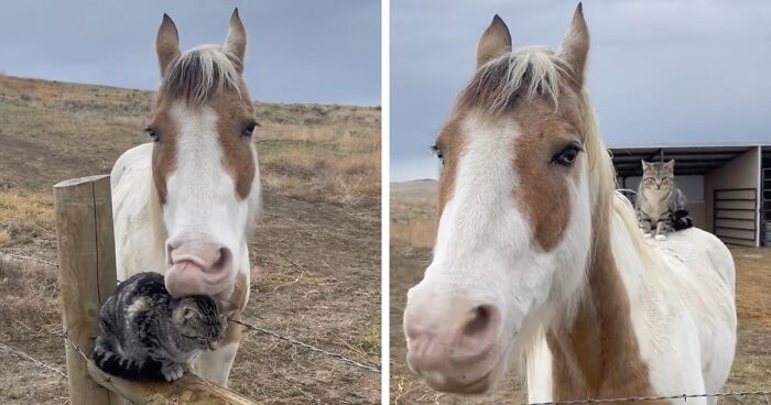 Adorably Cute Friendship Between A Cat And A Horse Is Melting Hearts All Over The Internet