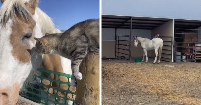 Extraordinary Friendship Between A Cat And An Old Retired Horse Is Melting Netizens’ Hearts