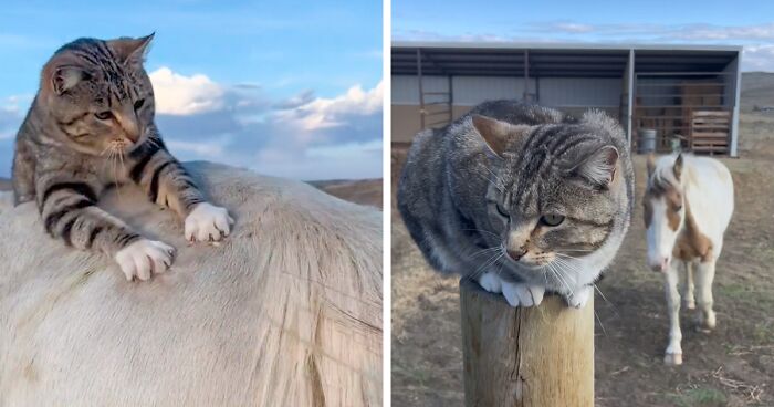 Adorably Cute Friendship Between A Cat And A Horse Is Melting Hearts All Over The Internet