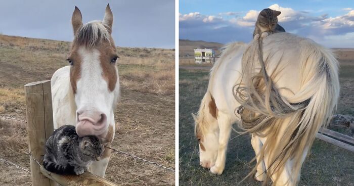 Adorably Cute Friendship Between A Cat And A Horse Is Melting Hearts All Over The Internet