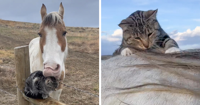 Adorably Cute Friendship Between A Cat And A Horse Is Melting Hearts All Over The Internet