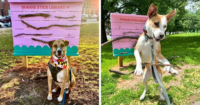 Adorable Idea Of Stick Library For Dogs Is Melting People’s Hearts All Over The Internet