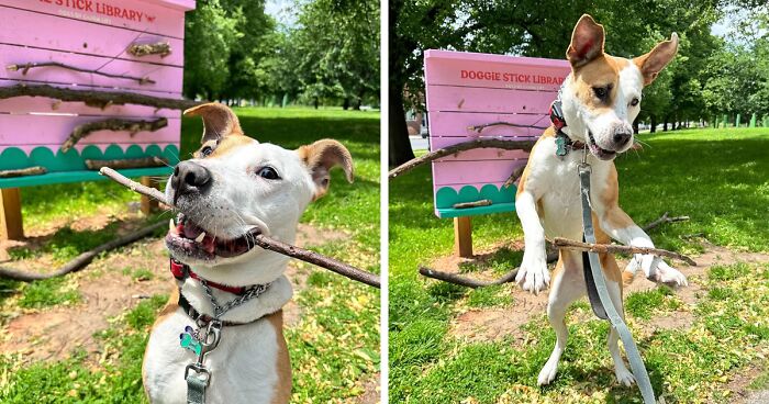 Adorable Idea Of Stick Library For Dogs Is Melting People’s Hearts All Over The Internet