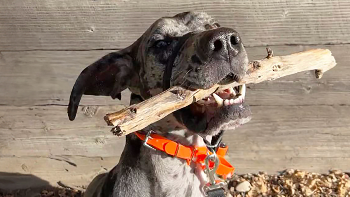 Adorable Idea Of Stick Library For Dogs Is Melting People’s Hearts All Over The Internet