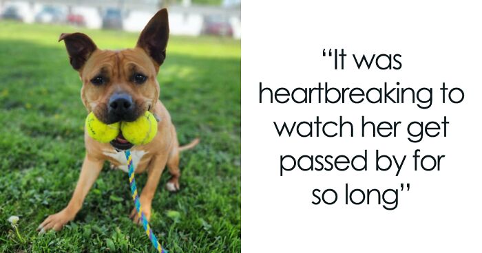 Duchess Was The Longest Resident At The Shelter, But All Turned Out Better Than Anyone Expected