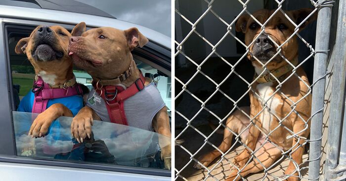 After A Long Year In A Shelter, This Dog Not Only Found A New Family But Also A New Best Friend