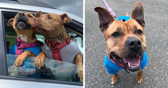 Pup Who Wouldn’t Get Adopted For A Year Gets New Home And A Best Friend When Her Time Finally Comes