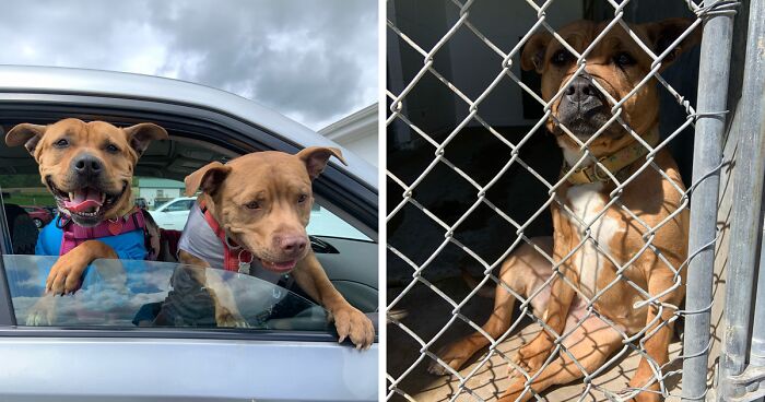 Duchess Was The Longest Resident At The Shelter, But All Turned Out Better Than Anyone Expected