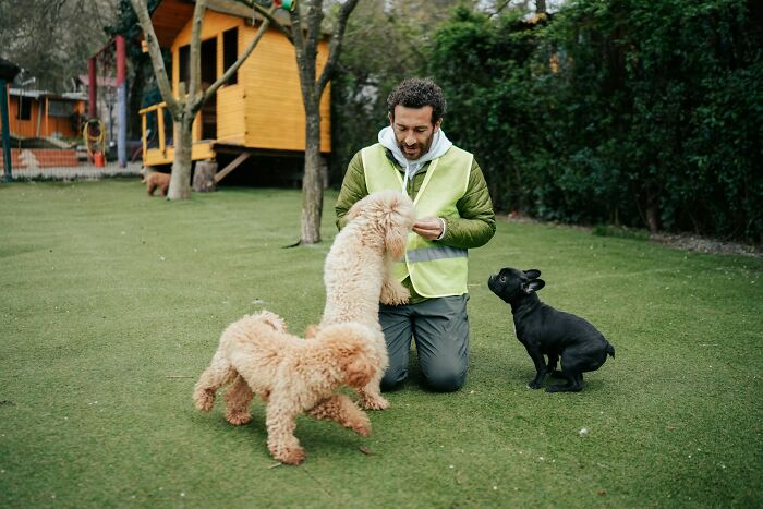 Person feeding dogs in a yard, wearing a green vest, illustrating a fun job that's less fun than imagined.