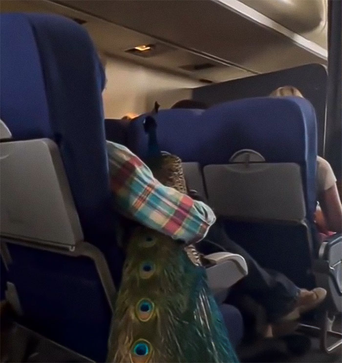 “This Is Ridiculous”: Passenger Dragged For Unleashing “Emotional Support” Great Dane On Plane