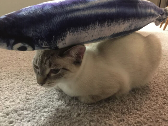 Cat lying on carpet with a plush fish balanced on its back, representing funny-stuff and stuffoncats.