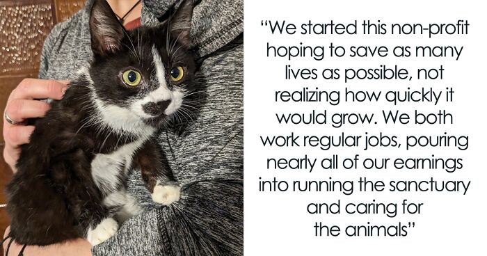 After Rescuing Over 350 Cats In Four Years, Our Shelter Is In Desperate Need Of Aid