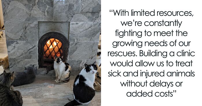 After Saving Over 350 Cats In Over Four Years, Our Rescue Shelter Is In Urgent Need Of Help