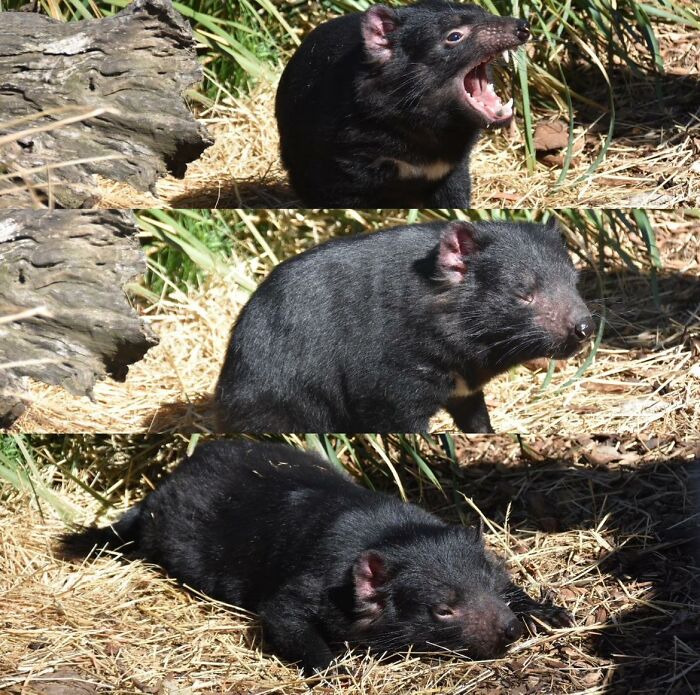 Tasmanian Devil Exhausted From Being So Ferocious