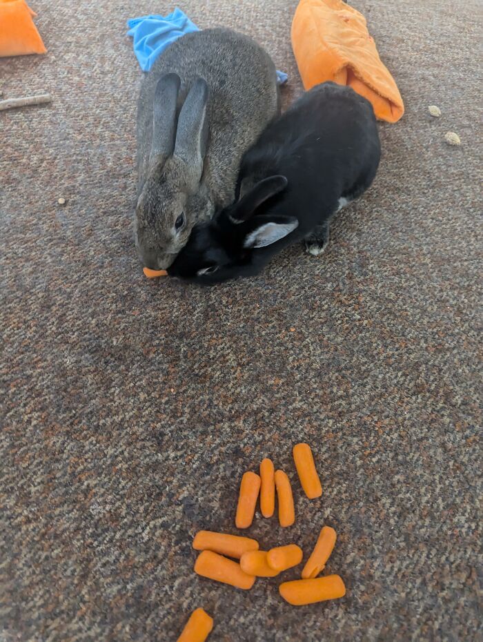 They Fight Over A Carrot... In Front Of A Pile Of Carrots