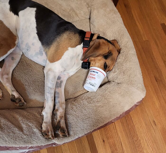 Licked The Container Until She Fell Asleep