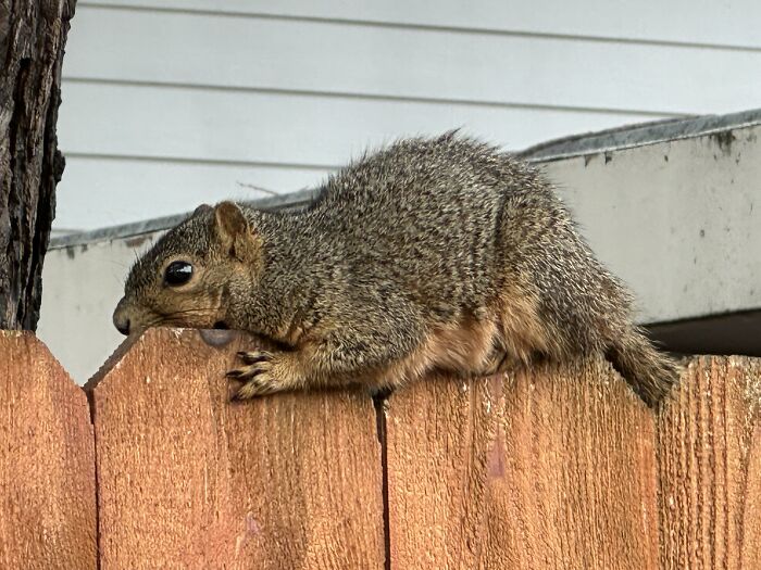 A Squirrel Lazily Lying On Top Of A Fence (No It Wasn't Injured, It Ran Off Shortly After I Took The Photo)